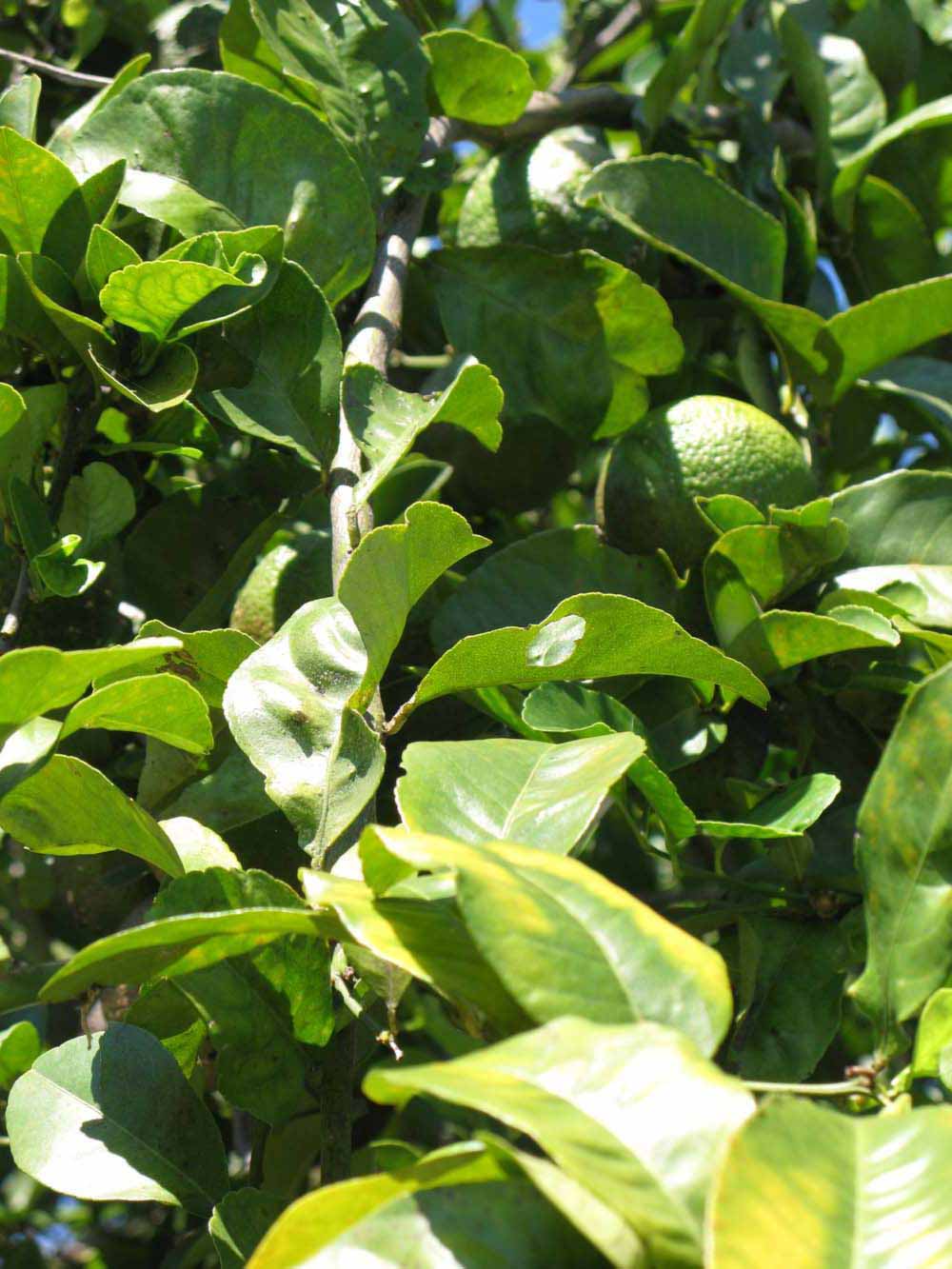              Sun leaves (Winter Haven, FL)       